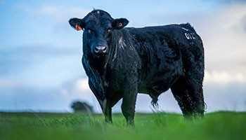 Arentine-Black-Angus-Black-Herd